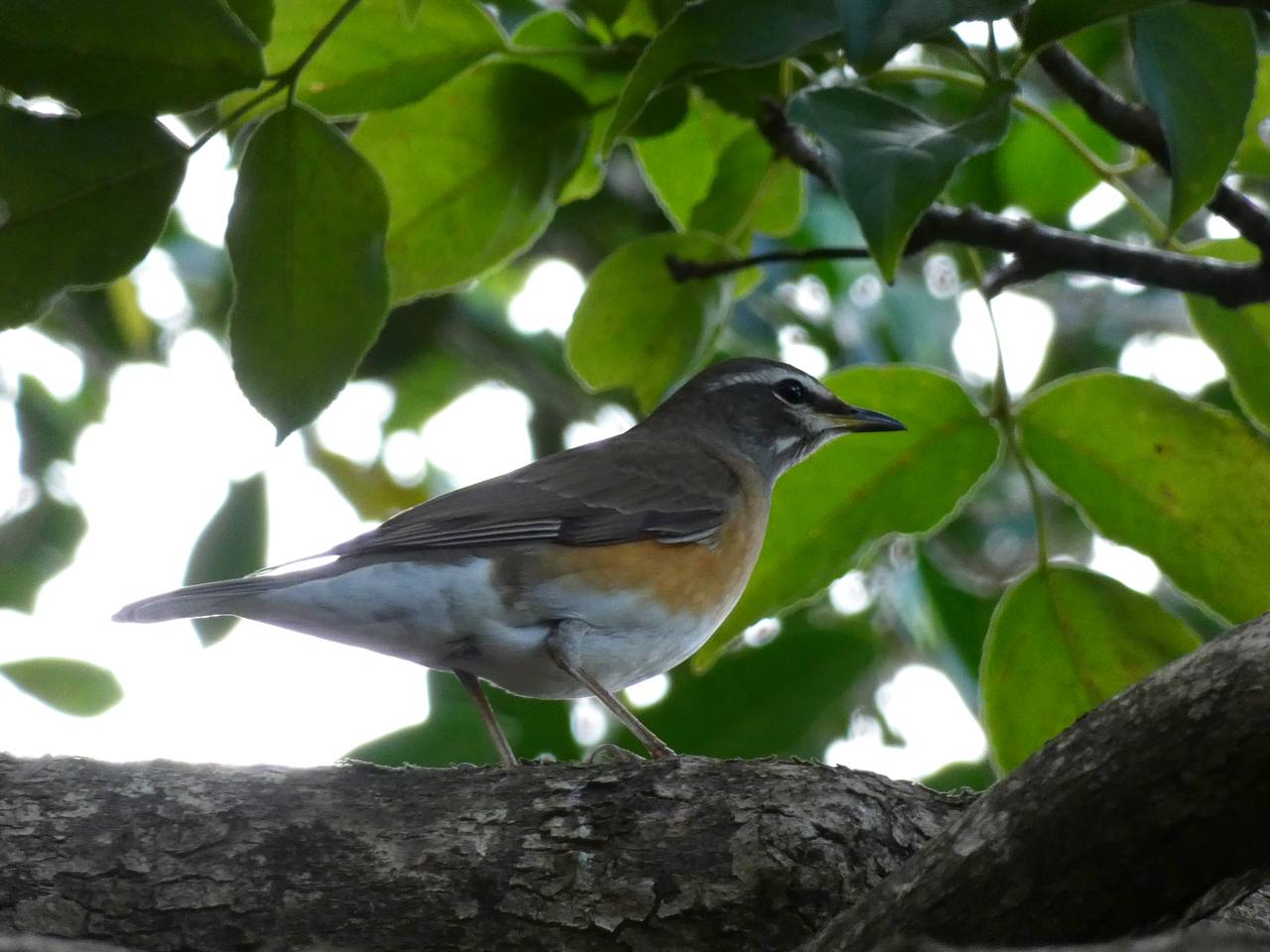 マミチャジナイ