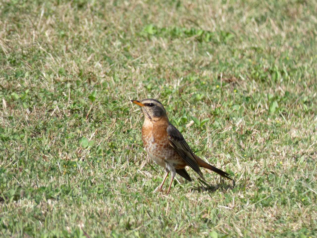 ハチジョウツグミ